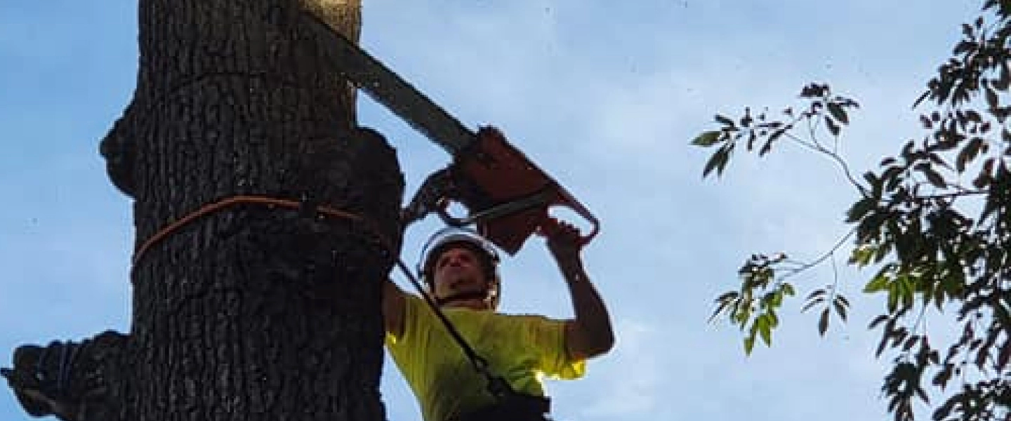 arborist up on a tree while sawing it battle creek mi