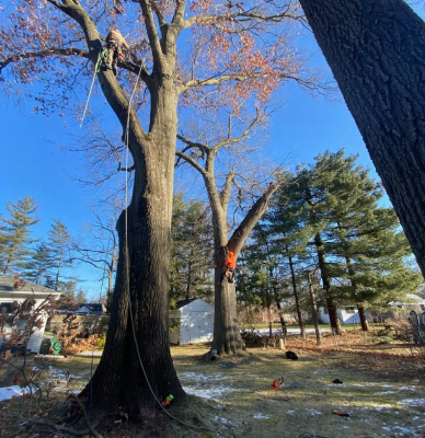 arborist up on a tree while trimming a big tree branch 1 battle creek mi
