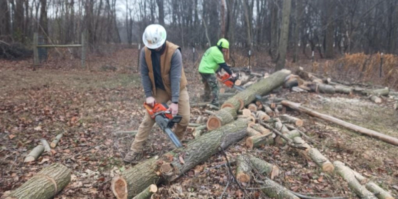 arborists sawing logs battle creek mi