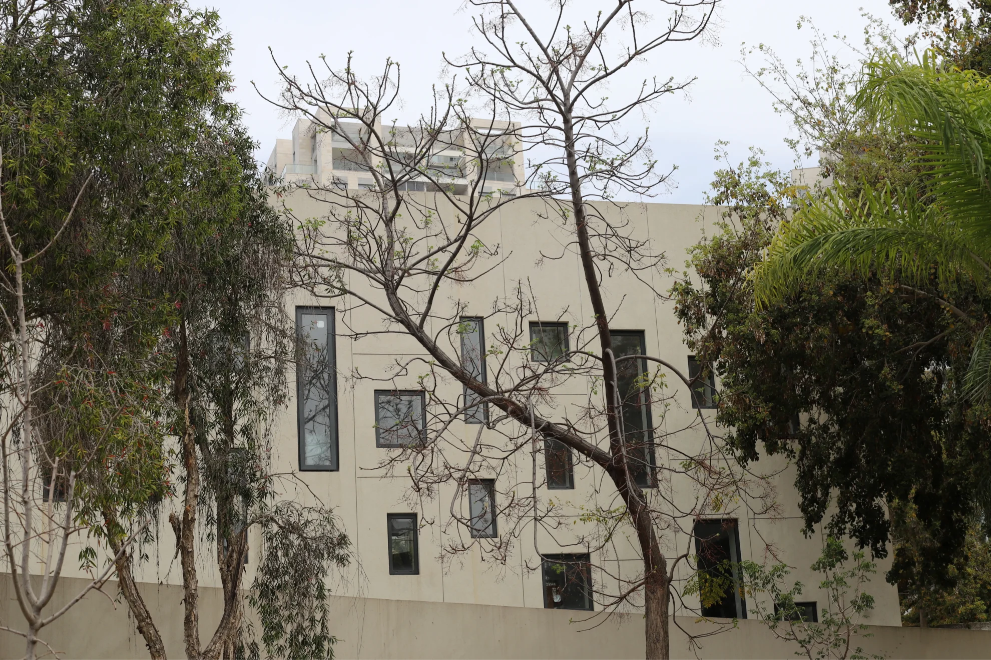 buildings and structures in tel aviv against the background of branches and leaves of tall trees photo 1